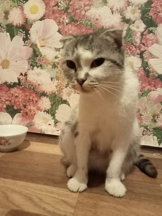 Отдам в добрые руки кошечку