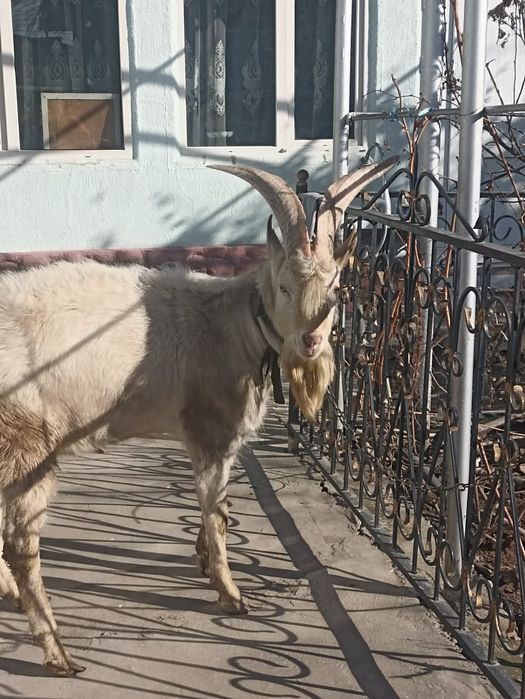 Продаётся козёл .