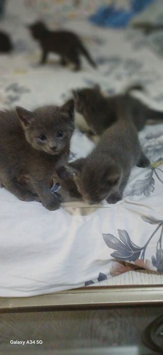 Британский пародали мушукча