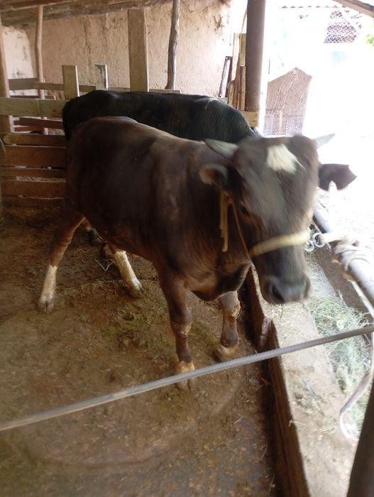 Домашний бычки!!!