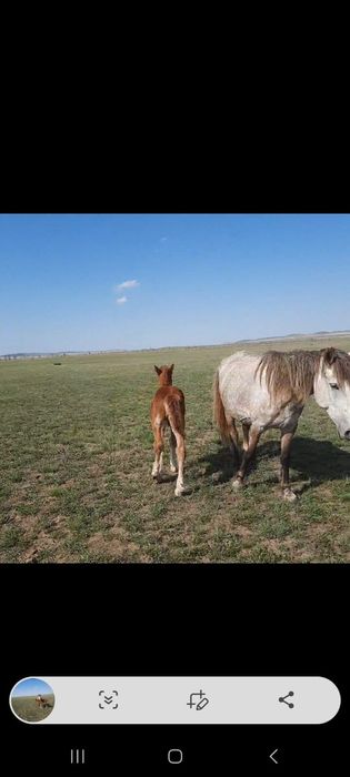 Биелер сатылады.