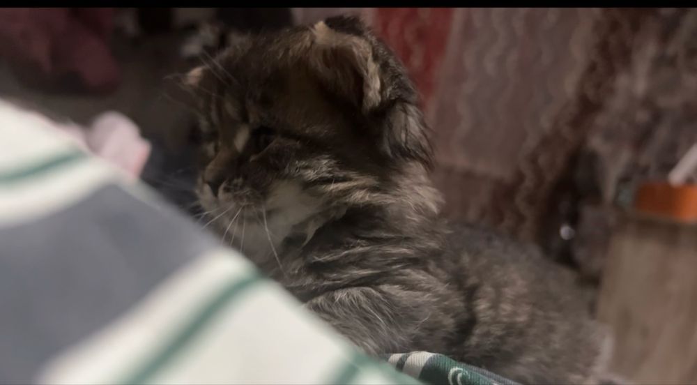 Отдам в добрые руки котят вислоушка