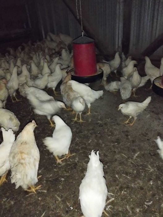 кокошки, ярки и пилета