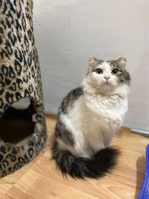 Длинношерстная кошка ищет дом
