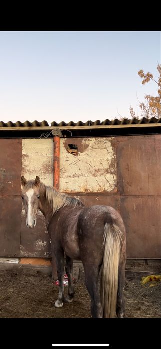 2 жасар құнан сатылады