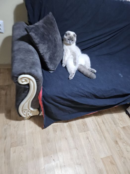 Малко късокосместо котенце