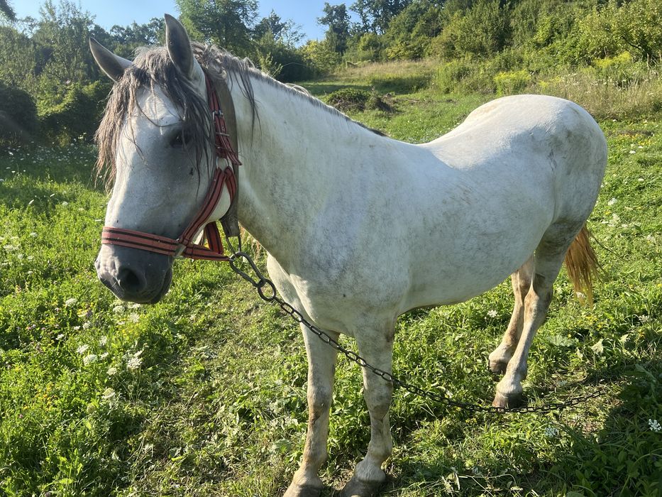 Cal , armasar de 3 ani cu pasaport de vanzare