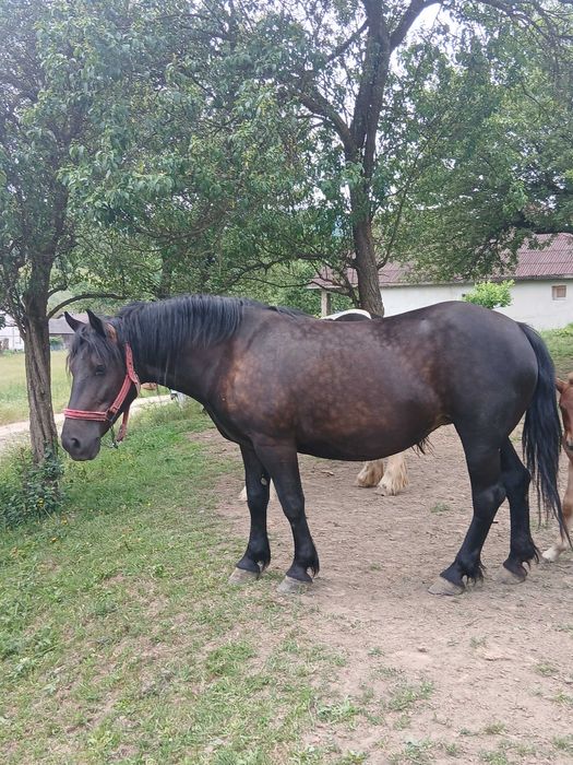 Vand iapa cu manza