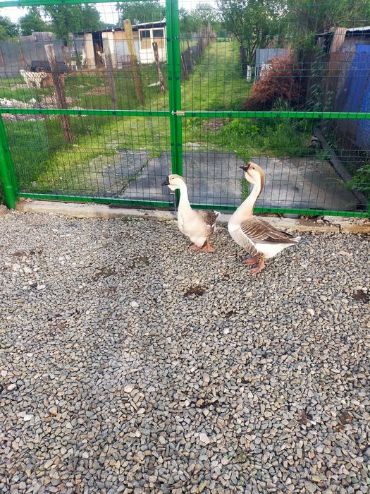 Vând ouă gâscă leșească