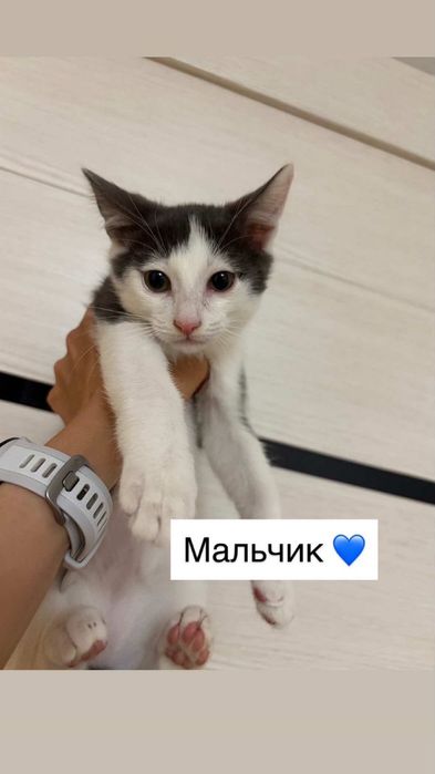 Отдам котят в добрые руки