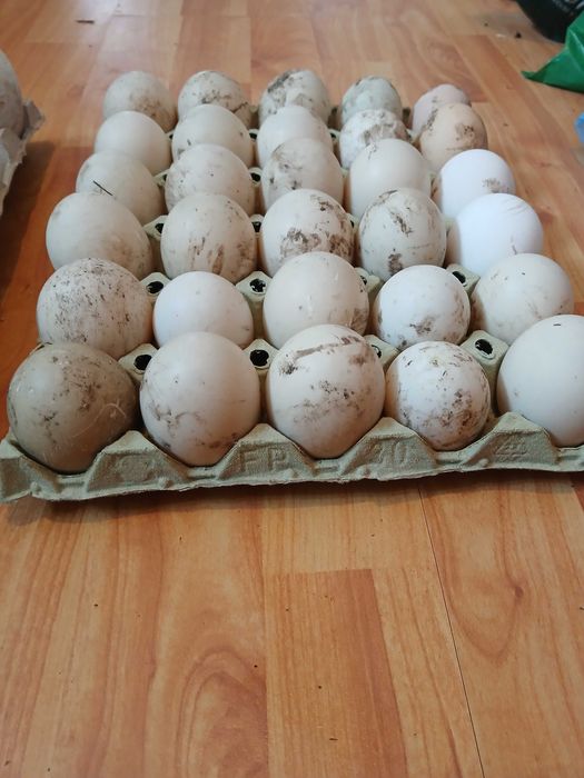 Ouă și păsări de vînzare