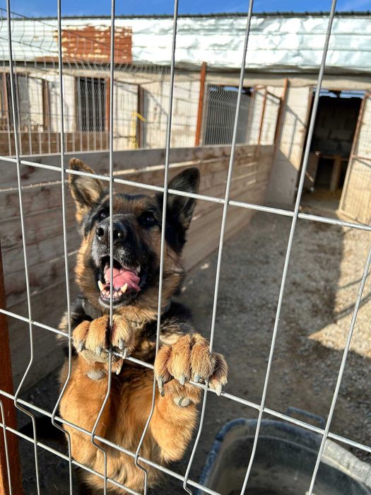 Собачки в поиске дома