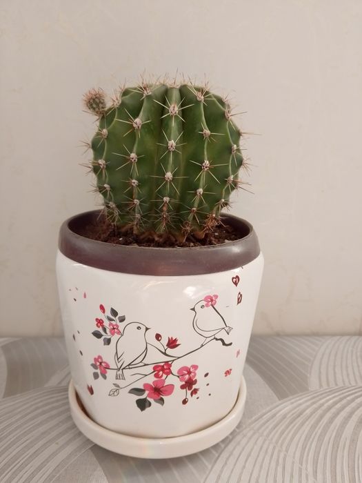 Кактус "Эхинопсис".