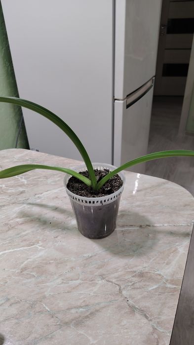 Продам цветы. Гипеаструмы