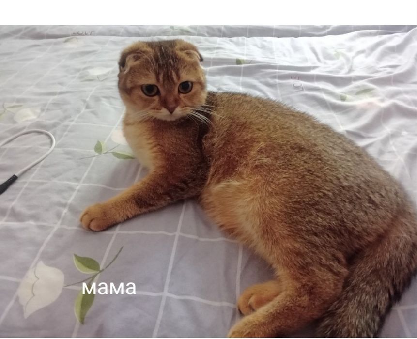 Шотландский мальчик Золотая Тикированная Шиншилла