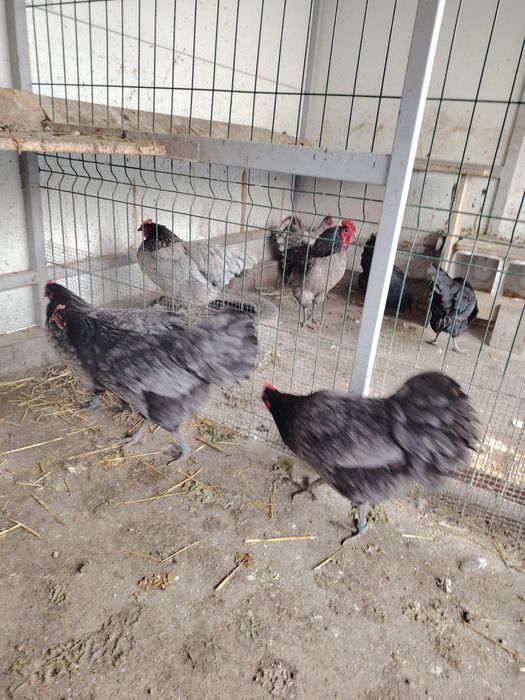 Vând găini Australorp albastru și negru