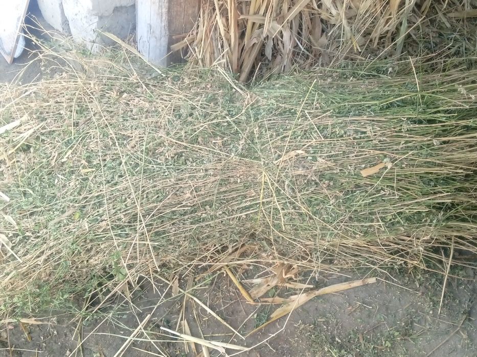 Toza quruq va sifatli beda boĝi_ sigir,quy echki va ot uchun