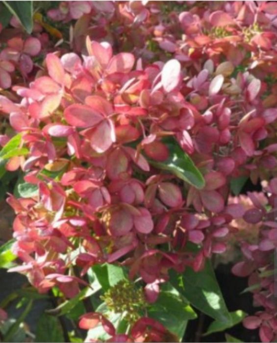 Продаются саженцы метельчатой гортензии