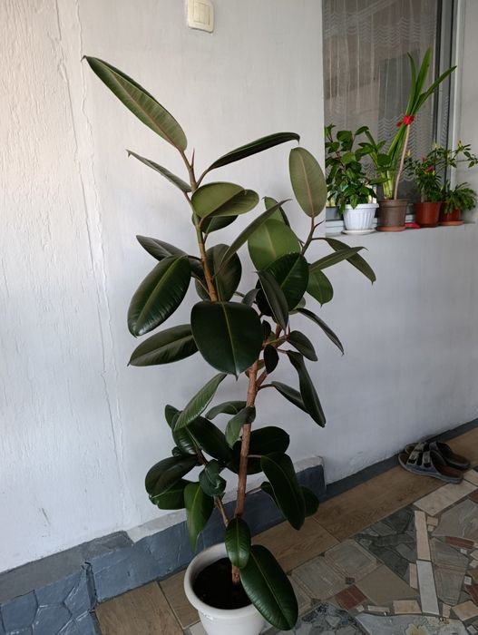 Каучуконосный фикус