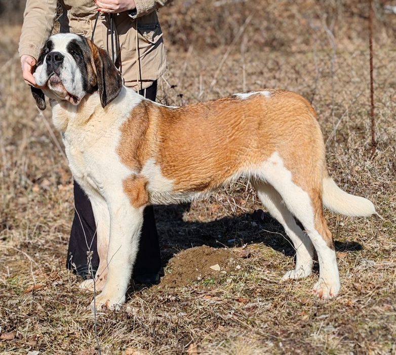 Femela de Saint Bernard cu Pedigree