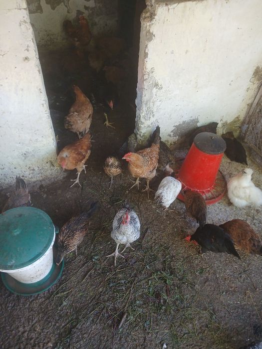 Vând animalele urgent!!!