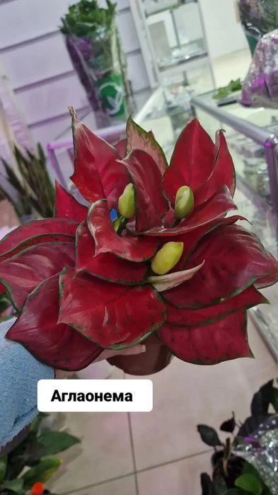 Комнатные цветы в наличии