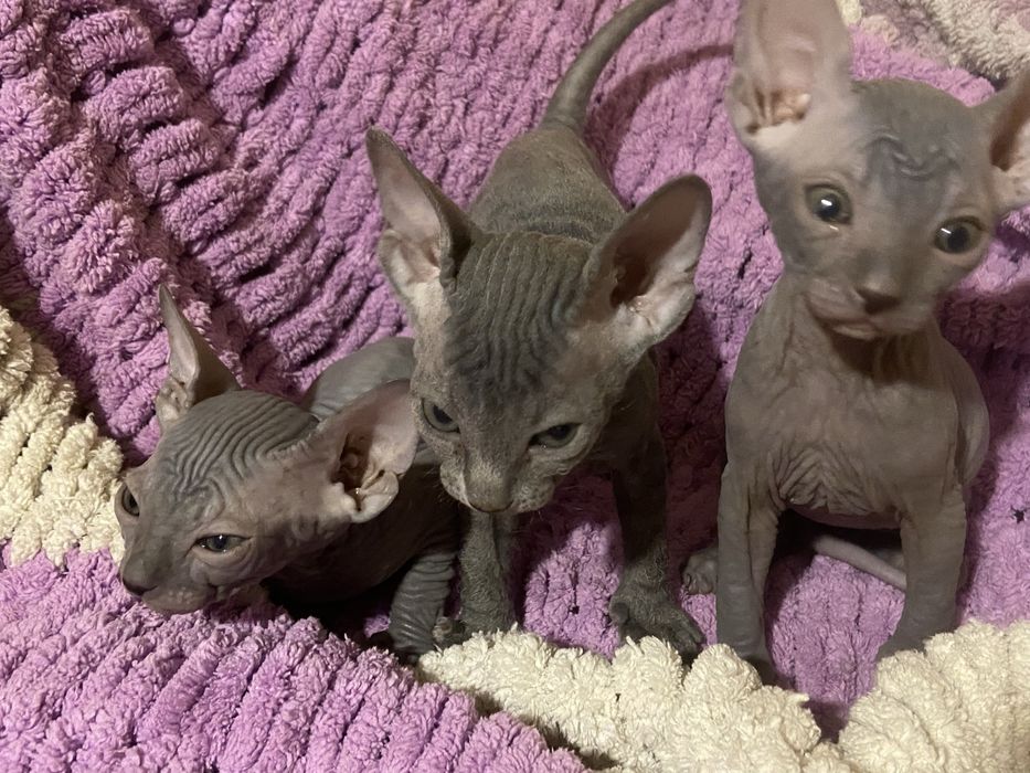Очаровательные котята сфинкса