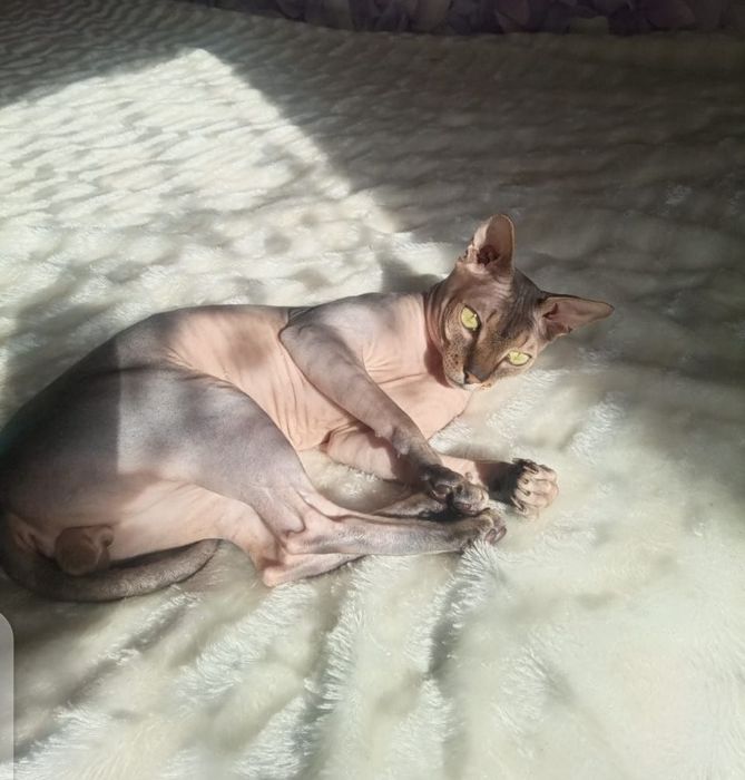 Вязка канадский сфинкс