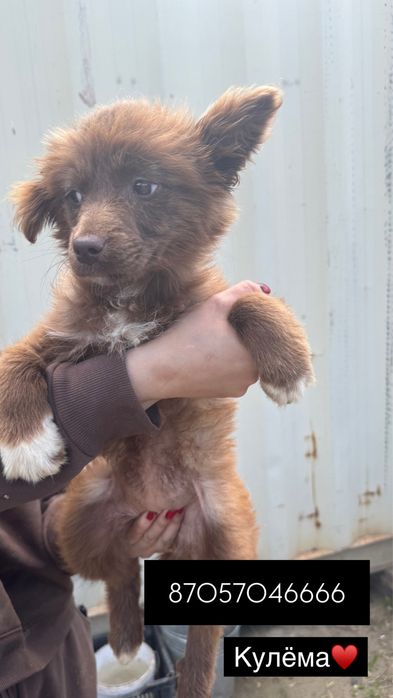 Отдам собак в добрые руки (разной породы )