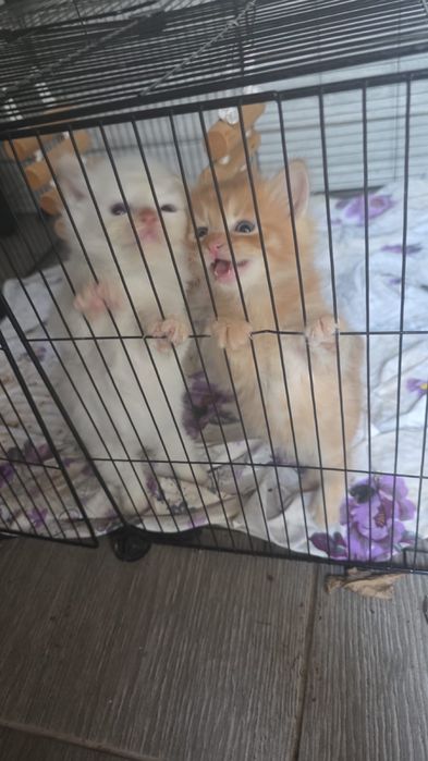 Отдам котят в хорошие руки