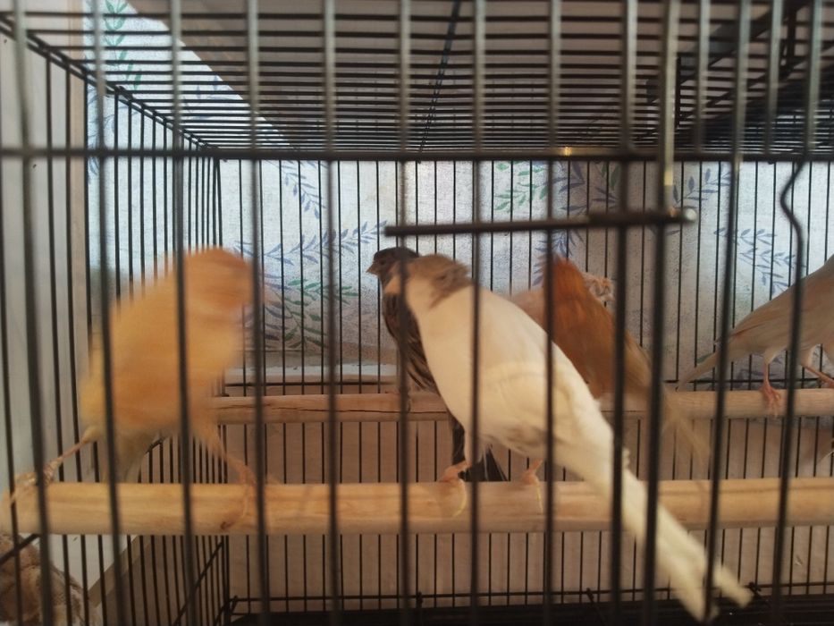 Конарейка придаётся