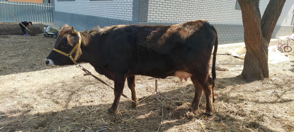 Алатауская первотелка