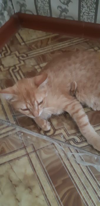 Молодой котик, мальчик