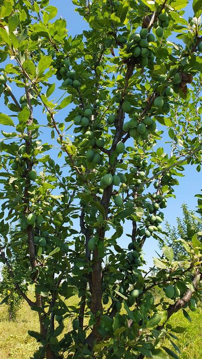 Продава се Земеделски имот в Асеновград -  кв.м за 1943 €/дка - Снимка #10