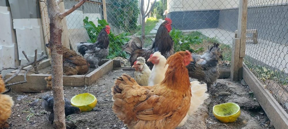 Продам кур Брама