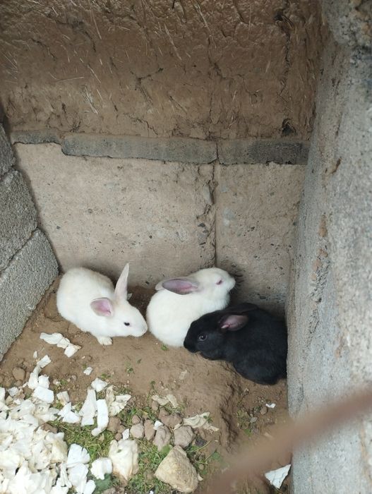 1kg 70 min soʻyippamberamiz Toza zotli kici kota 4kg gacha quyonlar so