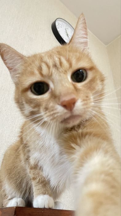 Отдаем найденыша