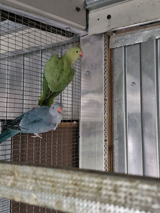 De vanzare pui Micul Alexandru