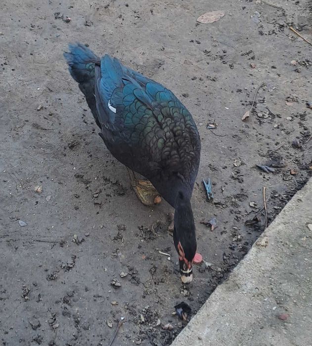 Rate lesesti negru salbatic