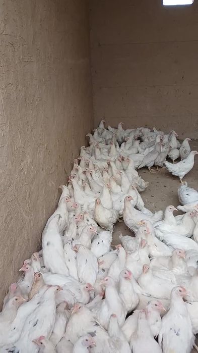 Tuxumga yaqin loman sendi tovuqlari sotiladi