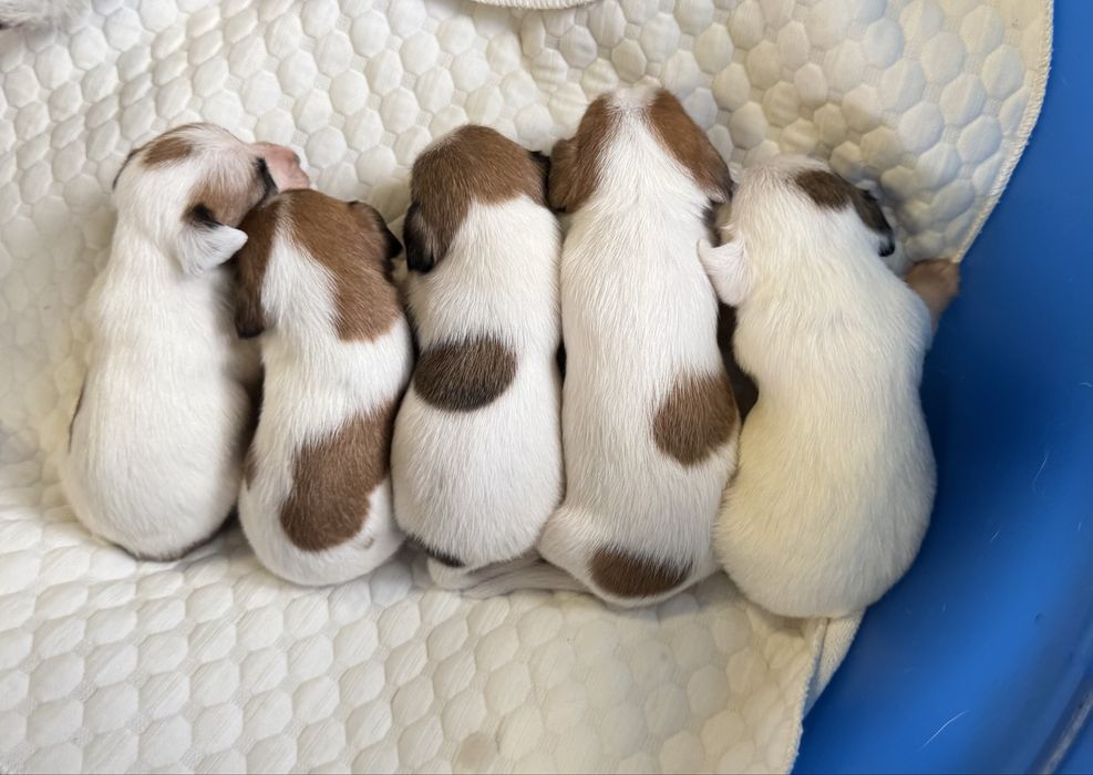 Щенки джек рассел терьер