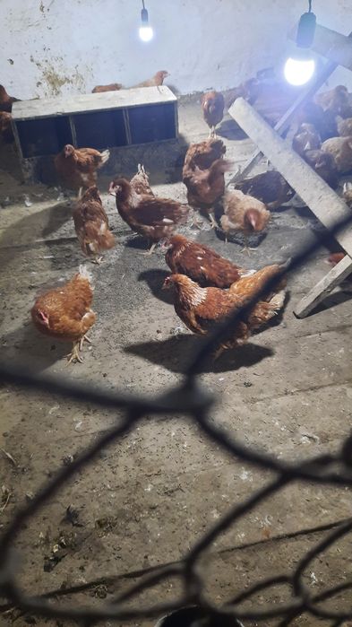 Тауық сатылады 4,5 айлық