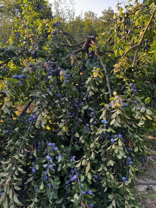Prune de vanzare pt tuica si piata