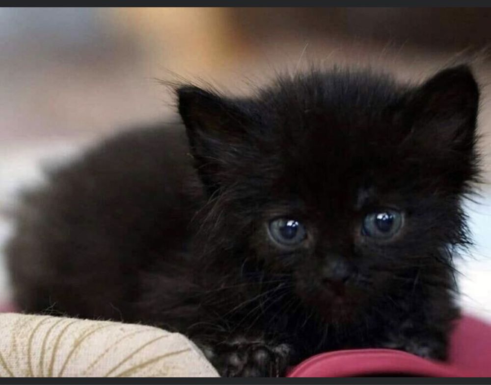 Черные котята в добрые