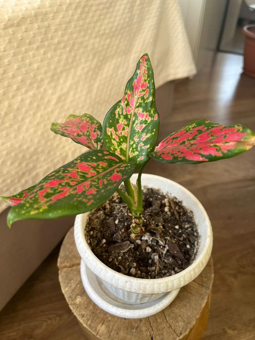 Продам комнатные цветы_