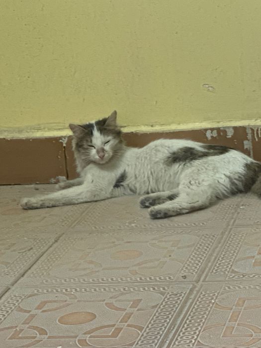 Отдам котят даром
