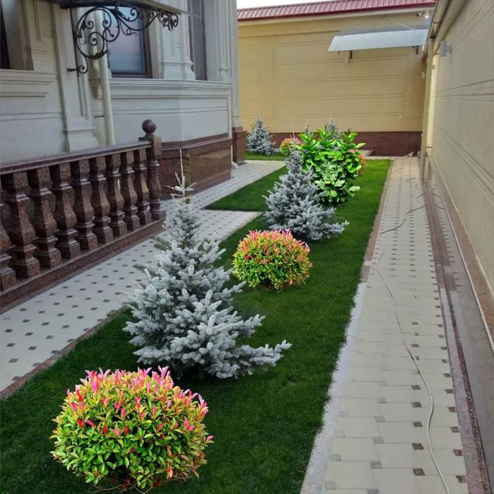 Обрезка деревьев, уборка сада, дезинфекция Садовник Богбон.