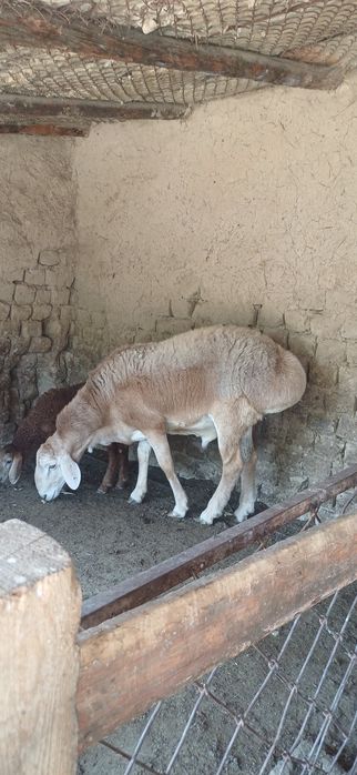 Ona bola qóylar sotlad 9 milódan kam bor bolas urģochi 1 tas qóchqorOn
