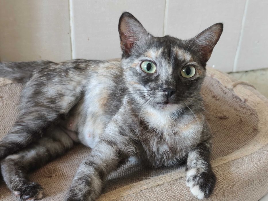 Стерилизованная кошечка Ряба ищет дом