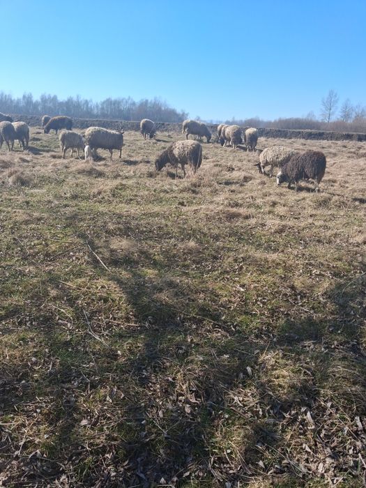 Oi metis țurcană cu droper